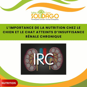 L’importance de la nutrition chez le chien et le chat atteints d’insuffisance rénale chronique