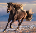 Charger l'image dans la galerie, HoliMale - Pour les différentes étapes de la vie du mâle