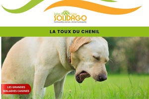 La toux du chenil chez le chien
