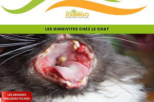 Les gingivites chez le chat