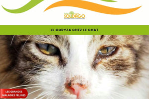 Le coryza du chat : symptômes et prévention de la “grippe féline”