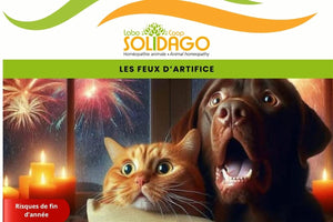 Feux d’artifice : quand le ciel fête le nouvel an… et que les animaux paniquent