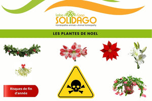 Les plantes de Noël : jolies pour nous, toxiques pour eux