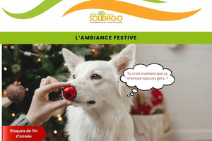 Noël, famille, agitation = source importante de stress chez les animaux