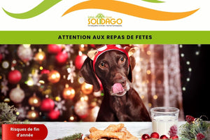 Attention à ces aliments toxiques pour les chiens et chats surtout pendant les fêtes !