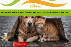 Le froid arrive ? Protégeons les articulations de nos poilus !