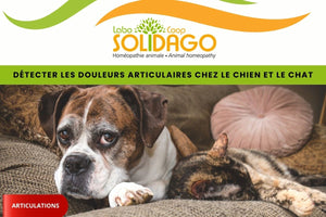 Détecter les douleurs articulaires chez le chien et le chat
