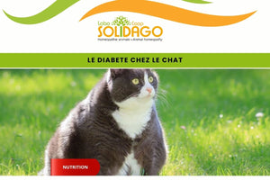 Le diabète explose chez les chats