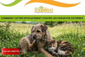 Kit Holi-BIBITTES – Protection naturelle contre puces, tiques et moustiques