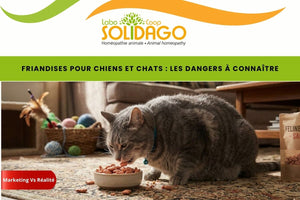 Friandises pour chiens et chats : dangers à connaître