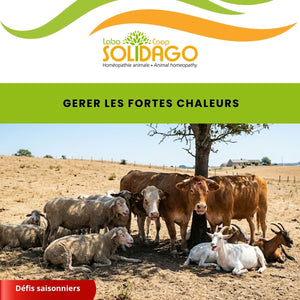 Protégez vos animaux d’élevage de la canicule