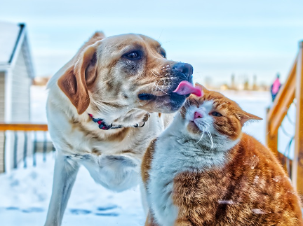 L'hiver et nos animaux de compagnie