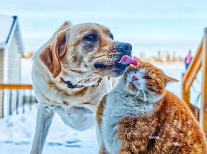 Winter and our pets