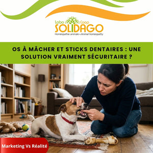 Os à mâcher et sticks dentaires pour chiens : attention aux fausses bonnes idées