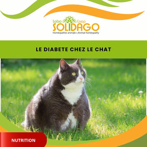Le diabète explose chez les chats