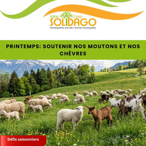 Printemps 2026 : protéger la santé des moutons et chèvres avec l’homéopathie animale | Labo Solidago