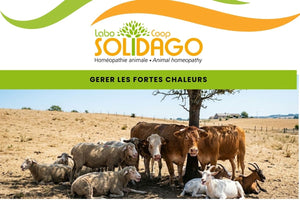 Protégez vos animaux d’élevage de la canicule