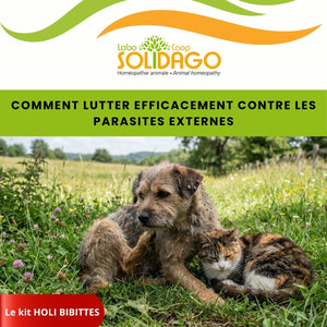 Kit Holi-BIBITTES – Protection naturelle contre puces, tiques et moustiques