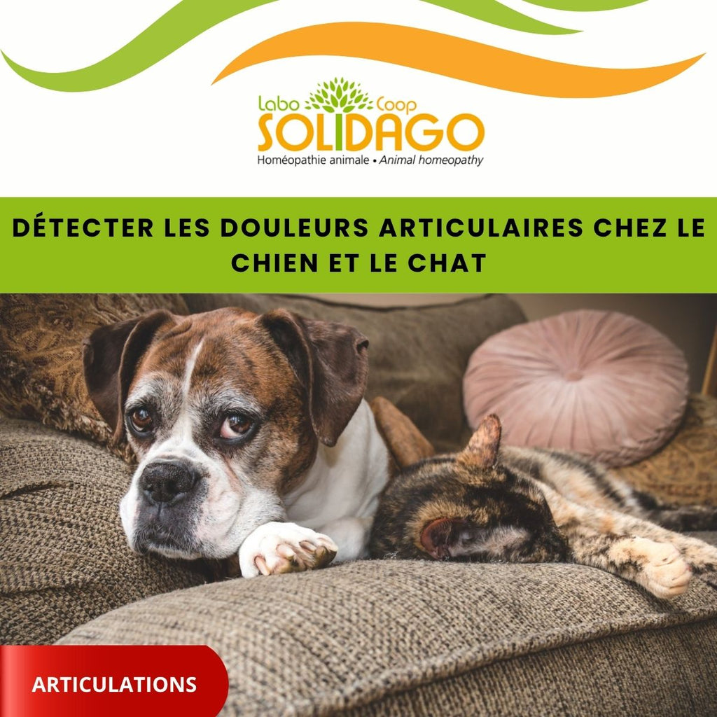 Détecter les douleurs articulaires chez le chien et le chat