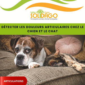 Détecter les douleurs articulaires chez le chien et le chat