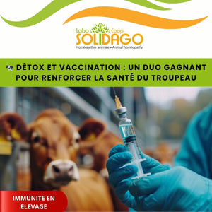 🐄 Détox et vaccination : un duo gagnant pour renforcer la santé du troupeau