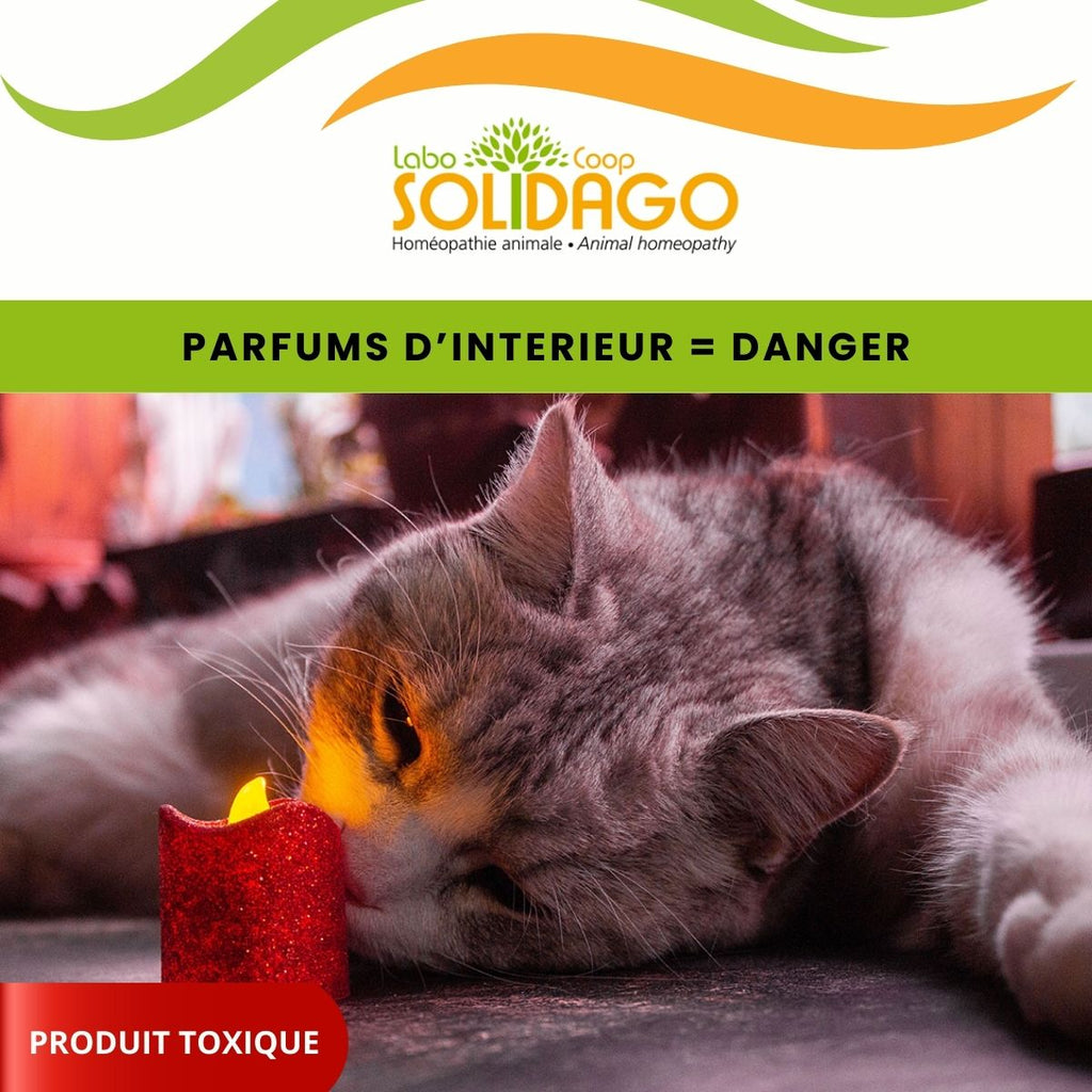 Une maison parfumée est dangereuse pour nos compagnons