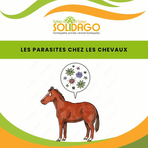 Les chevaux et les parasites