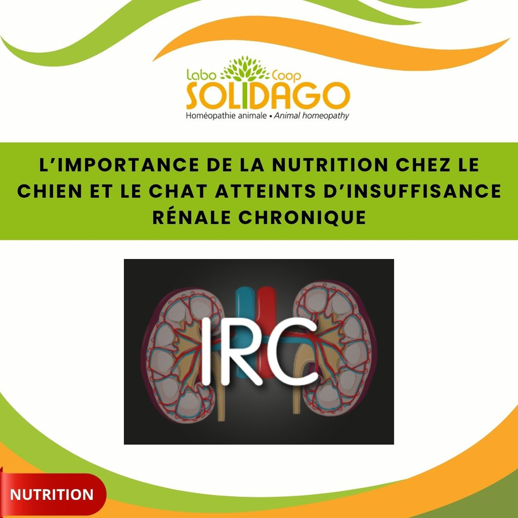 L’importance de la nutrition chez le chien et le chat atteints d’insuffisance rénale chronique