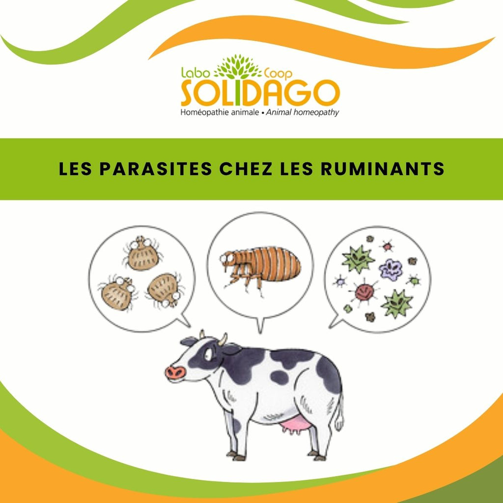 Parasites et ruminants, comment agir ?