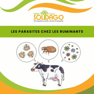 Parasites et ruminants, comment agir ?