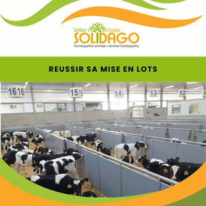 Comment réussir son allotement ?