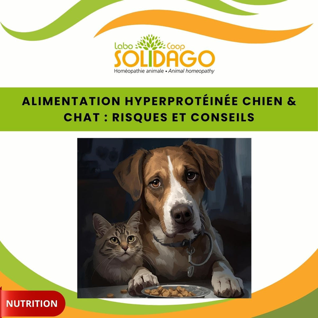 ALIMENTATION HYPER PROTEINEE : Risques et conseils