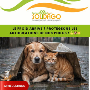 🦴 Le froid arrive ? Protégeons les articulations de nos poilus ! 💪🐶🐱