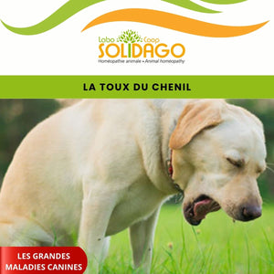 La toux du chenil chez le chien