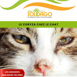 Le coryza du chat : symptômes et prévention de la “grippe féline”