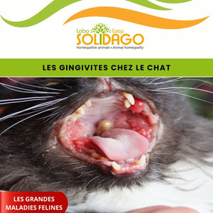 Les gingivites chez le chat