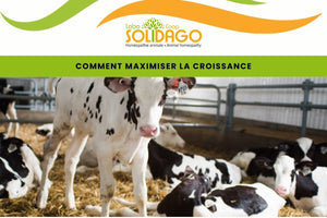 Comment maximiser la croissance des animaux de rente ?