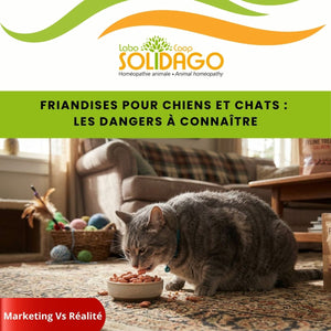 Friandises pour chiens et chats : dangers à connaître