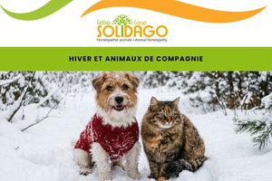 L'hiver et nos animaux de compagnie