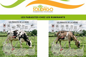 Parasites et ruminants, comment agir ?