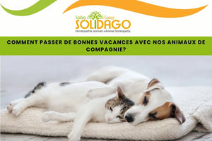 Les risques et dangers des vacances avec nos animaux de compagnie