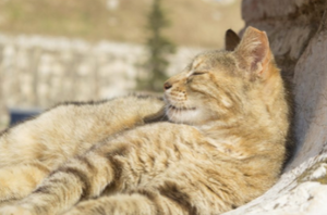 HoliAge - Draineur doux et tonique pour chat, chien et chevaux seniors