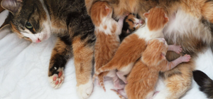 HoliGest - pour une gestation optimale chez la chatte, chienne et jument.